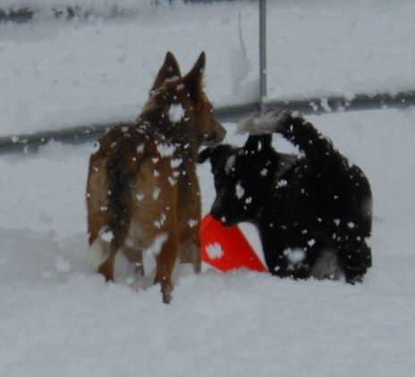 These two were enjoying their first snow storm on the farm.